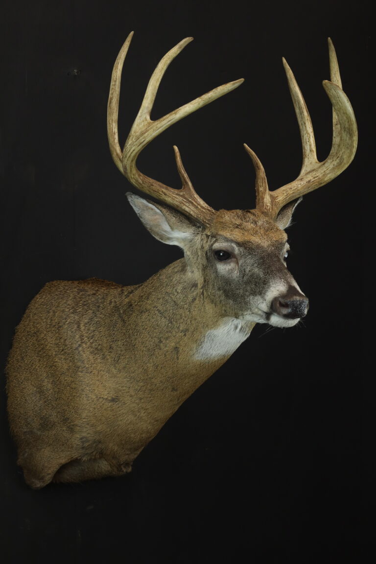 whitetail shoulder mount by Zimmerman taxidermy in Pa